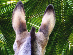 Donkey palm