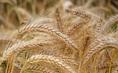 Heads of wheat