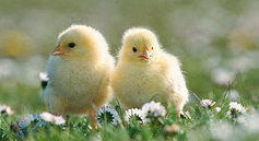 Chicks