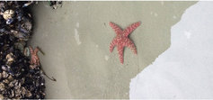 Starfish 670x350